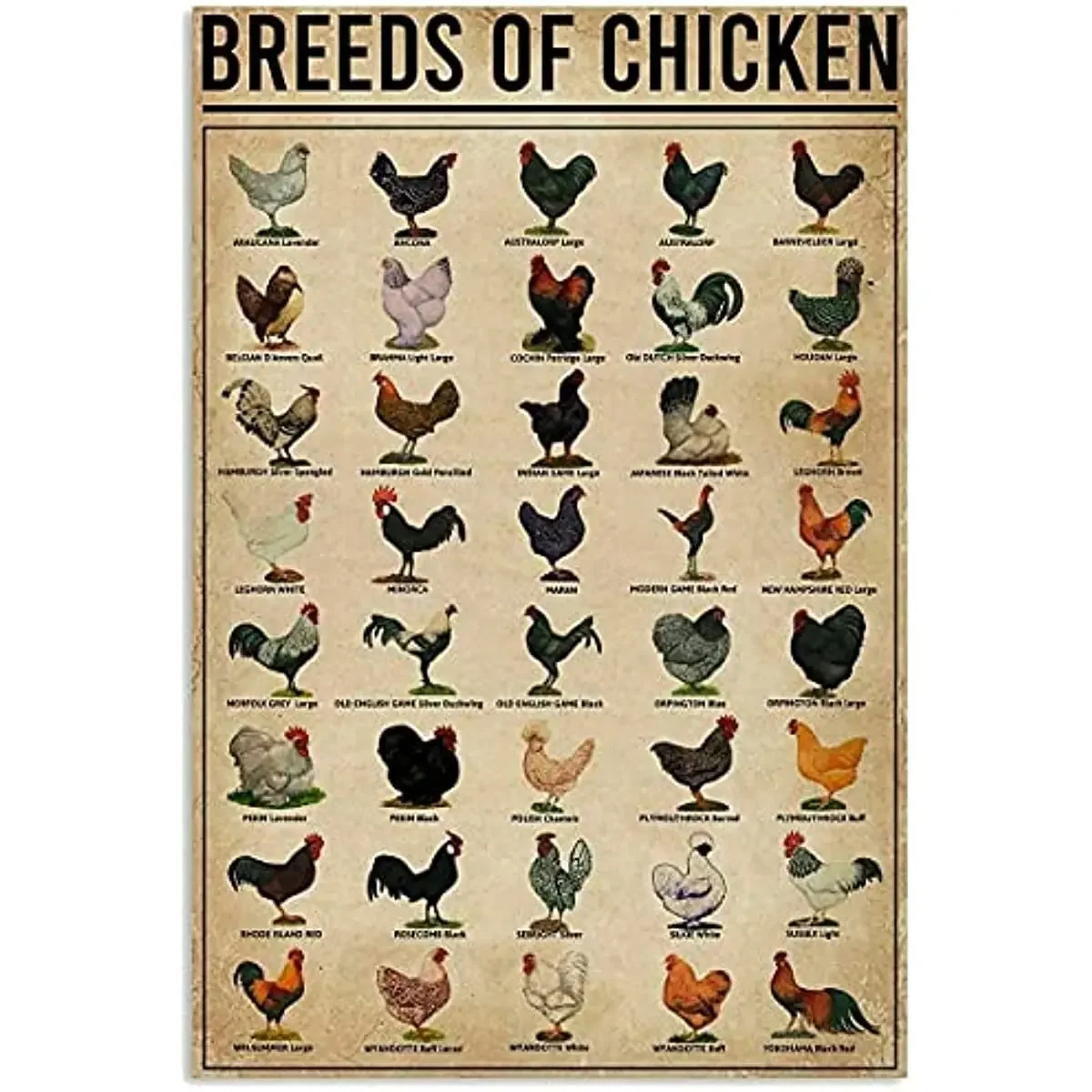 Breeds of Chickens Poster Vintage Metal Tin Signs Coffee Shop Rooster Iron Painting Retro Novelty Funny Bar Wall Art Home Decor