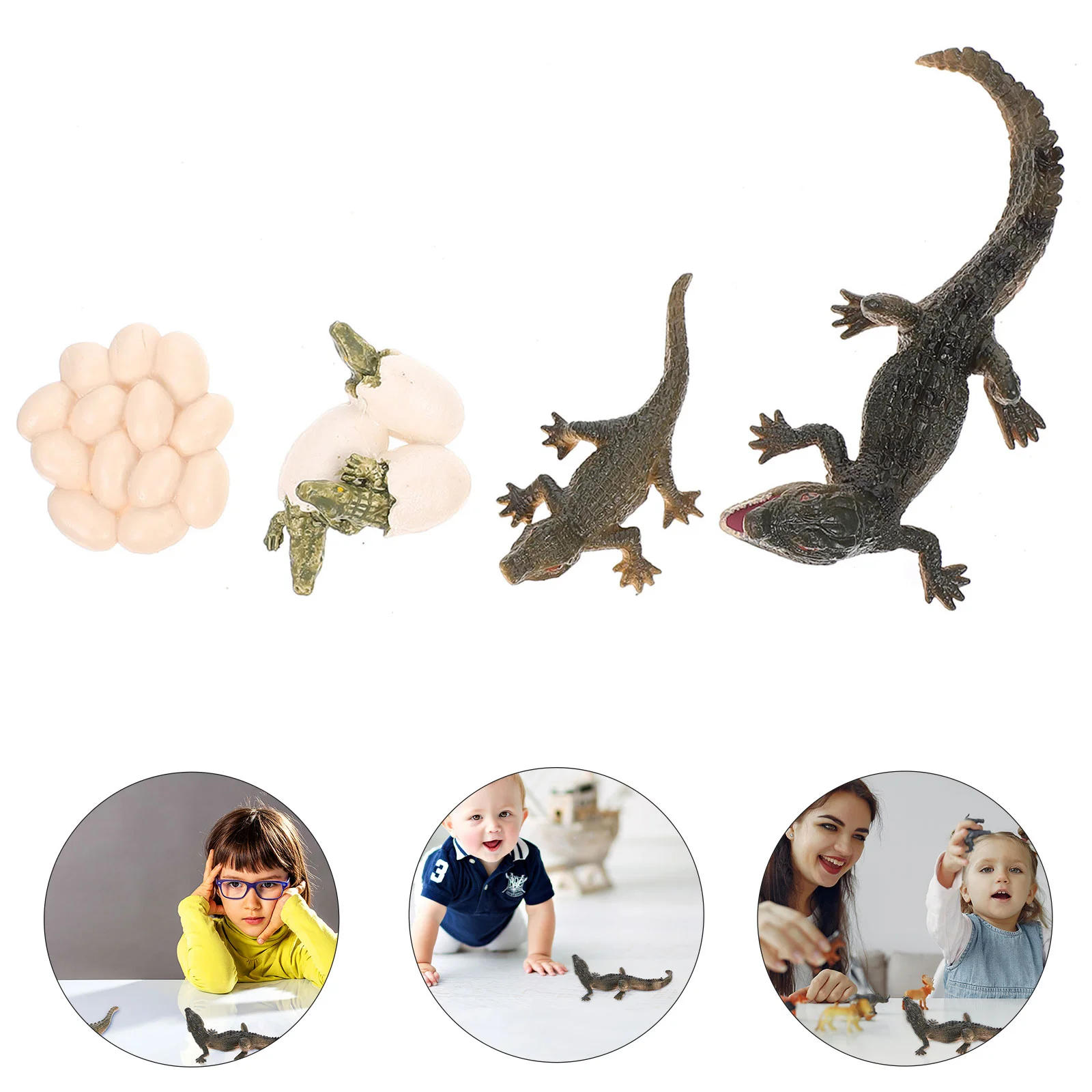 

Animal Growth Cycle Model Crocodile Figure Early Education Prop Life Educational Toy Child