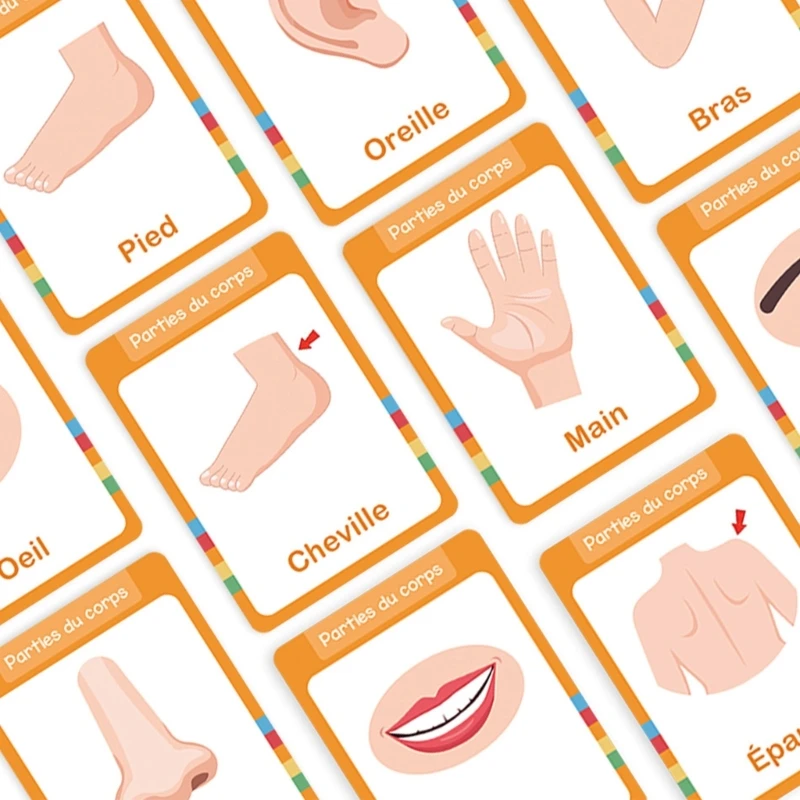 CORA Laminated French Body Part Flash Cards with Rounded Corners for Practice