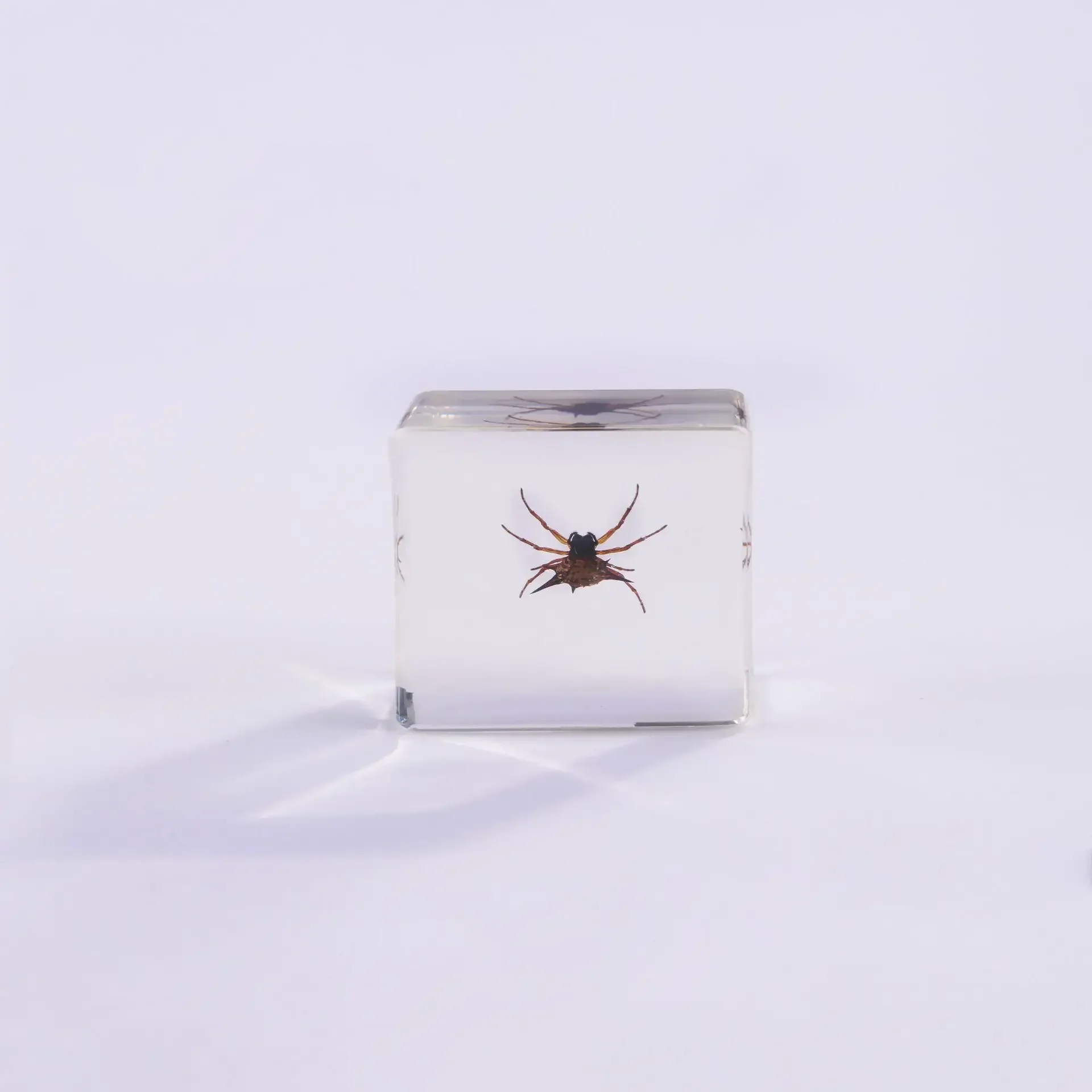 Vierkant insectenspecimen van hars, extra cognitieve leermiddelen, dierenspecimen, kunstmatig amber handwerkornament