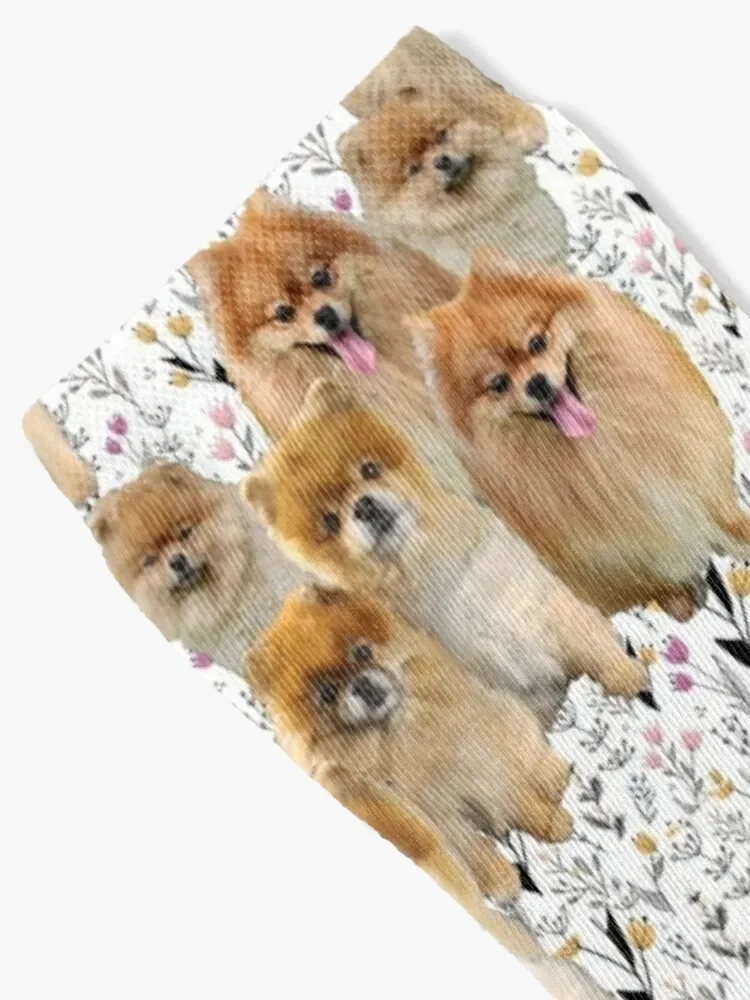 Pomeranian Pattern Socks luxury happy Man Socks Women's