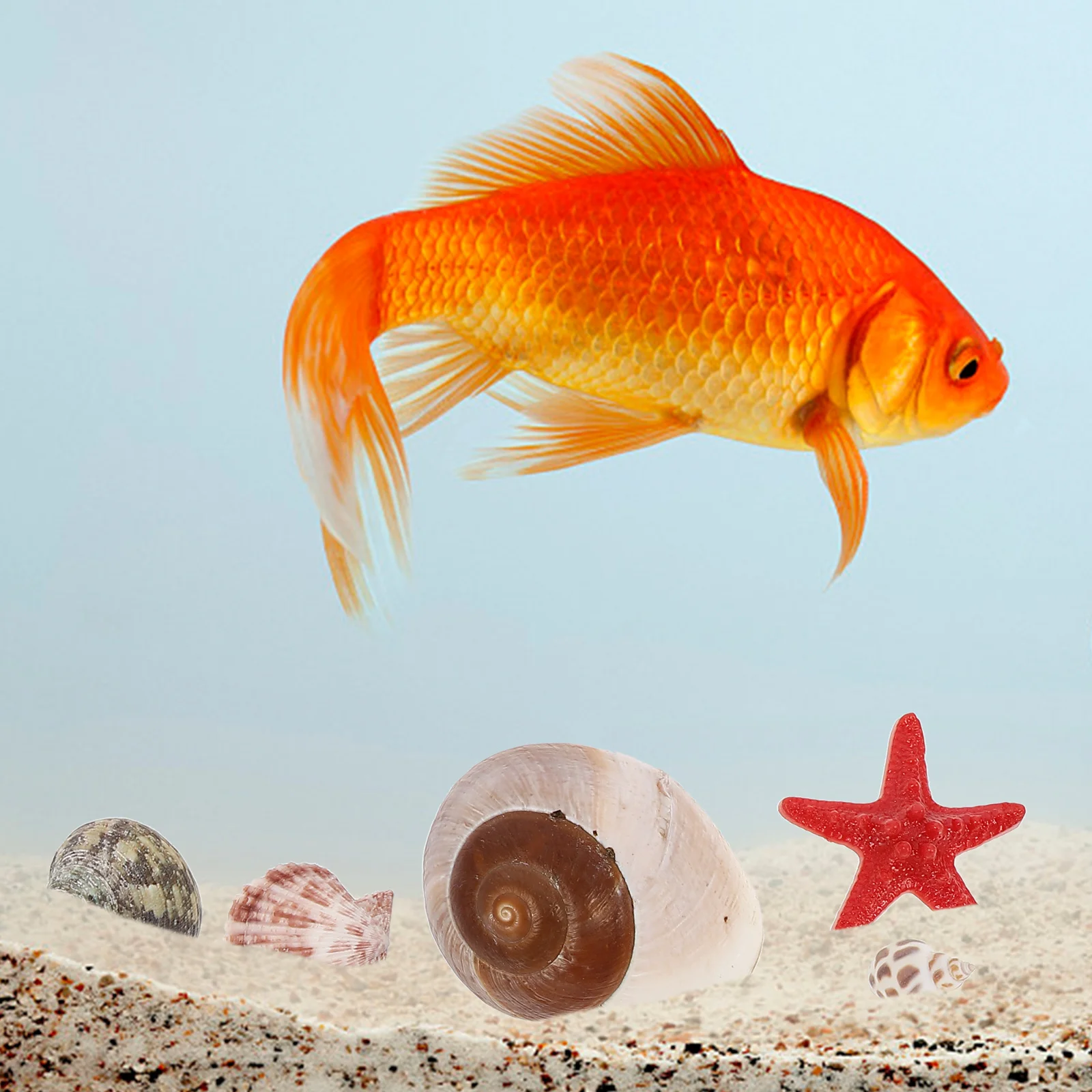 

1Set Shell Conch Fish Tank Decor Natural Mini Aquarium Landscaping Ornament Desktop Decoration Ocean Sea Shells Adorns