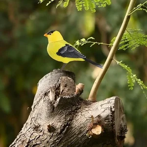 أفضل 6 طائر صغير يغني مبيعا - رقم 3