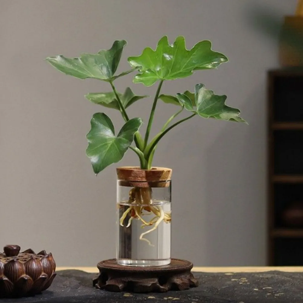 5Pcs Hydroponic Glass Vase Wooden Lid 6.5cm Center Hole Stable Stem Support Natural Material Desktop Water Propagation