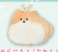 Pomeranian Orange