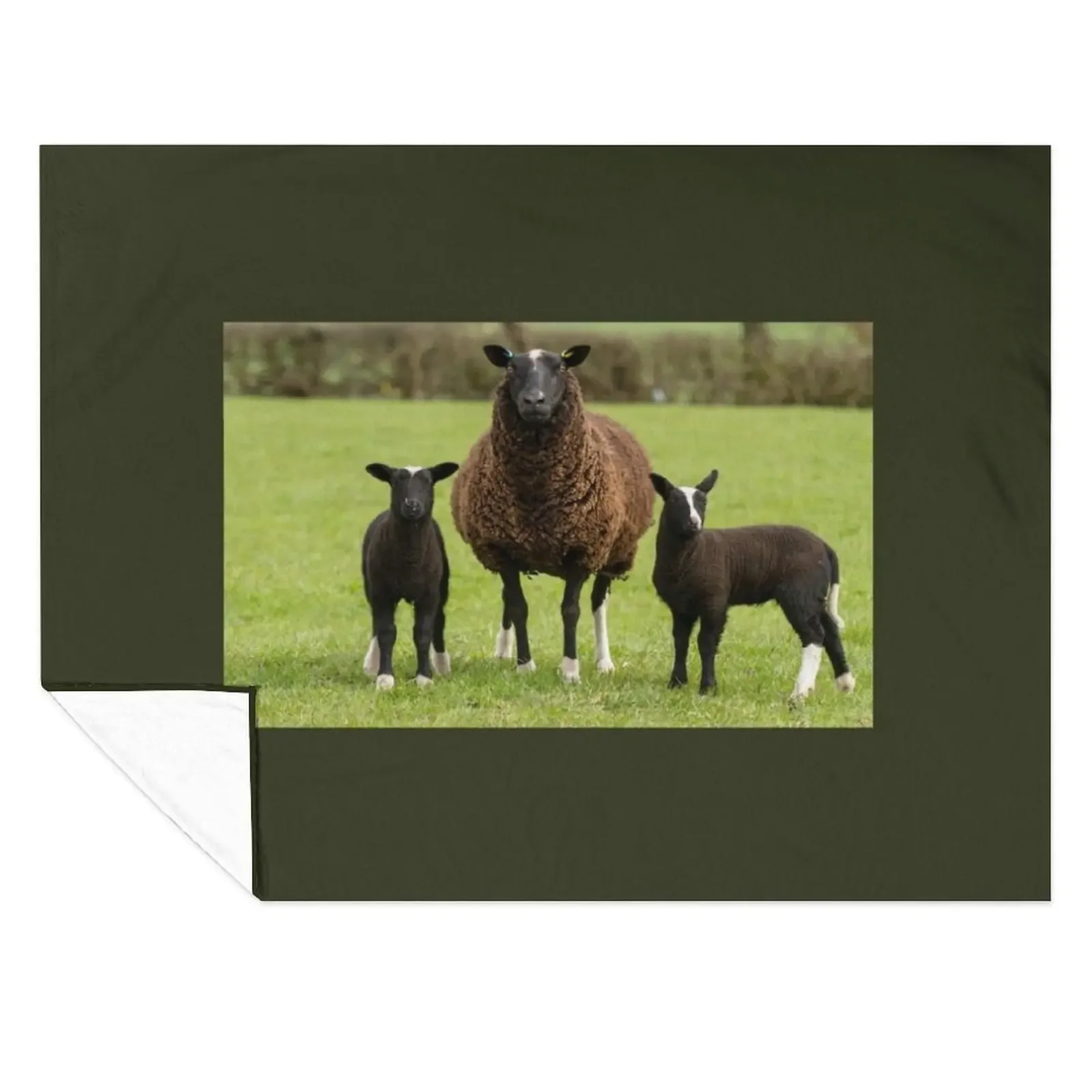 

Zwartbles Sheep and Lambs Throw Blanket Giant Sofa christmas decoration Furrys Thins Blankets