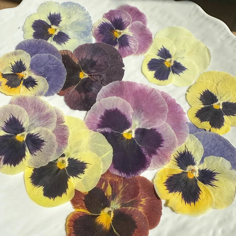 12 قطعة/4-6 سم، زهور فيولا المضغوطة الطبيعية |   زهرة مجففة DIY مجوهرات من مادة الراتنج بطاقة المعايدة إطار الصورة ديكور لوازم الحرف اليدوية