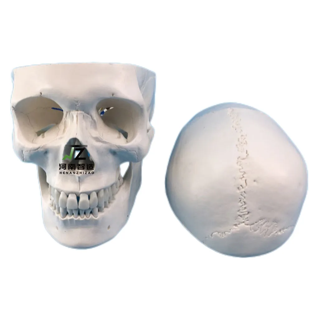 

Medical Anatomical Skull Model Pure White Anatomy Head skeleton Model Medical Science Life-Size Plastic