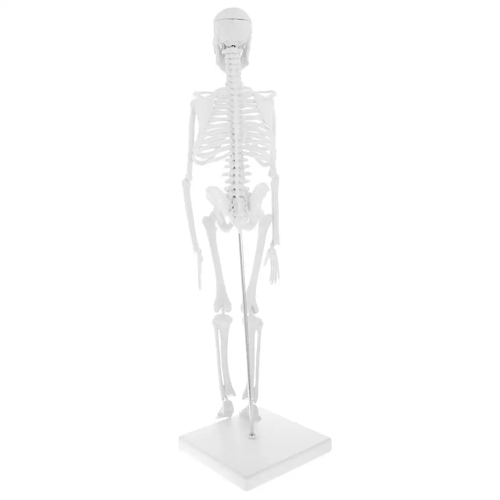 Mini Model with Metal Stand | 18 Inches with Removable and Legs | Lab Supplies