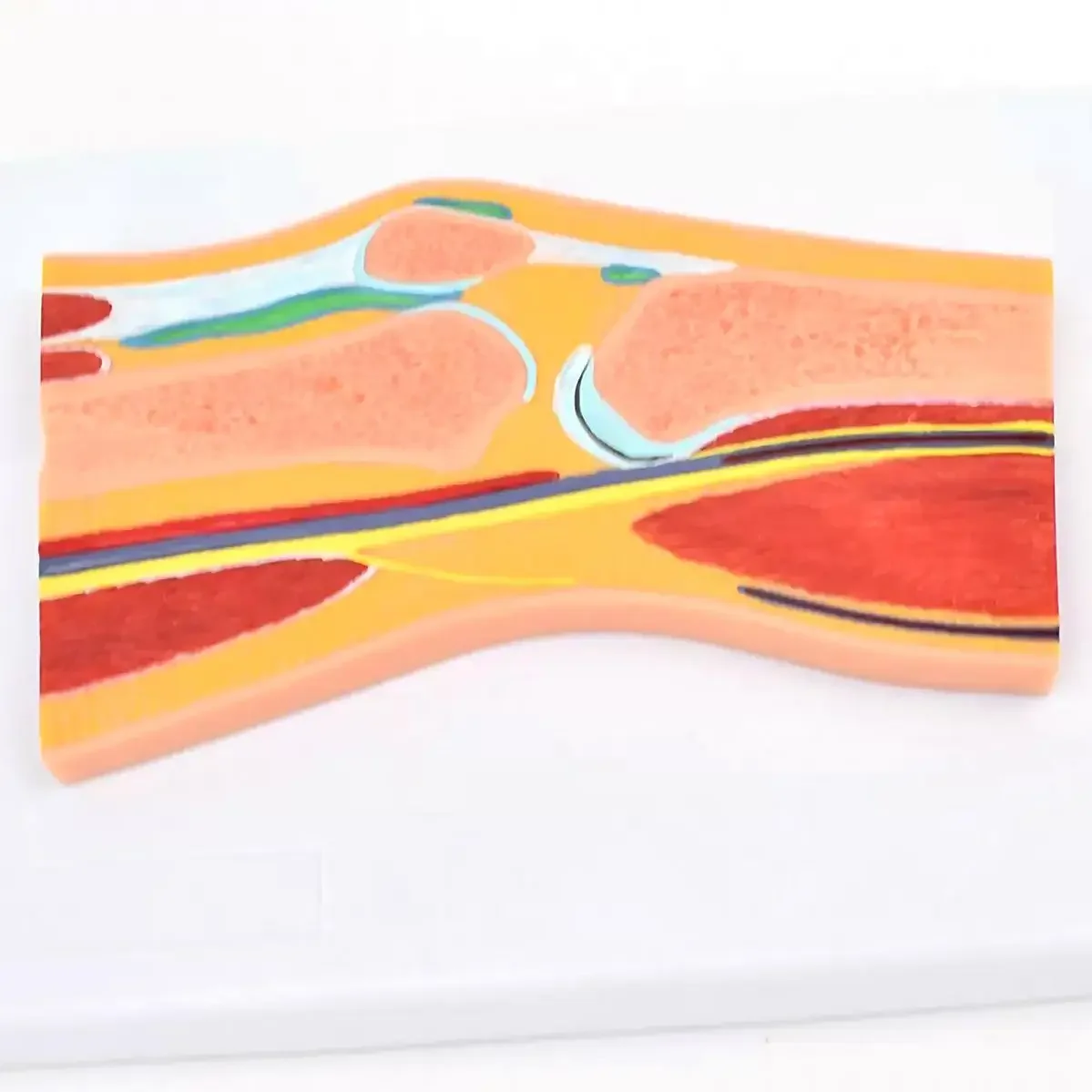 PVC Human 1 Part knee Joint Profile Model Medical Anatomical Models Teaching