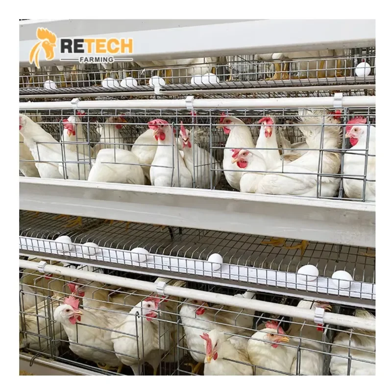 Automatic Egg Layer Chicken Cage Poultry Farming Chicken House for South Africa