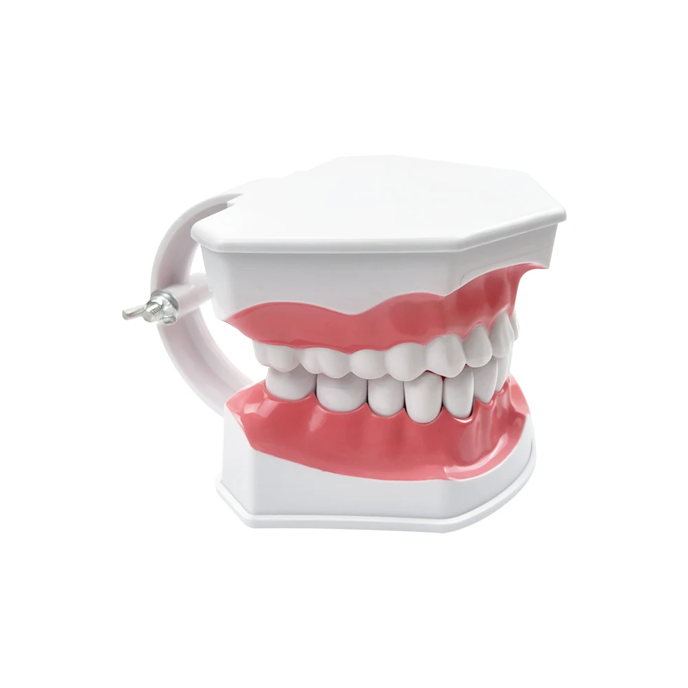 2 Times Dental Large Teeth Model Typodont with Toothbrush Dentistry Demonstration Model for Kids Teeth Brushing Learning