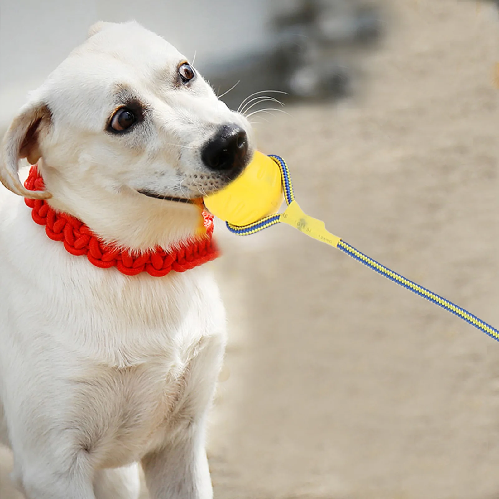 Portable EVA Pet Dog Training Bite Resistant Interactive Chew Toys, Ball with Rope