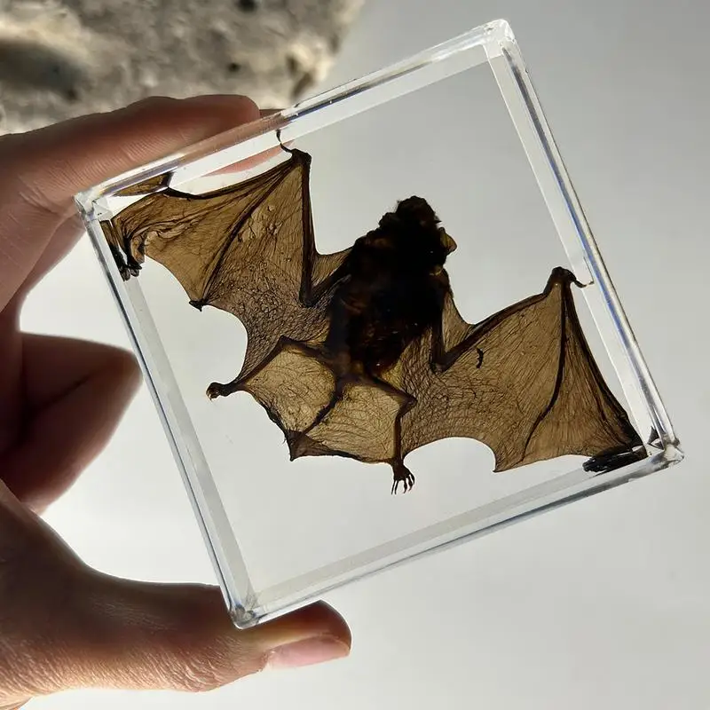 Espécimen de murciélago de animales reales, decoración de mesa de resina, adorno acrílico, pieza educativa iluminadora para exhibición de estantería