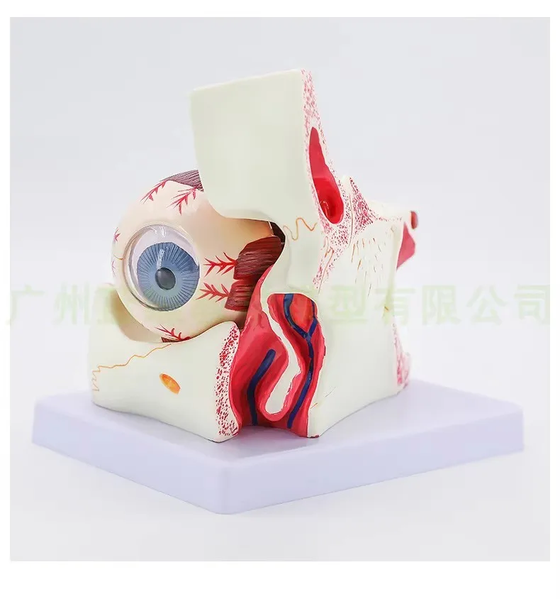 

Eye model eye and orbit enlarged model the eye and optic nerve model detachable part of the eye 10 parts model