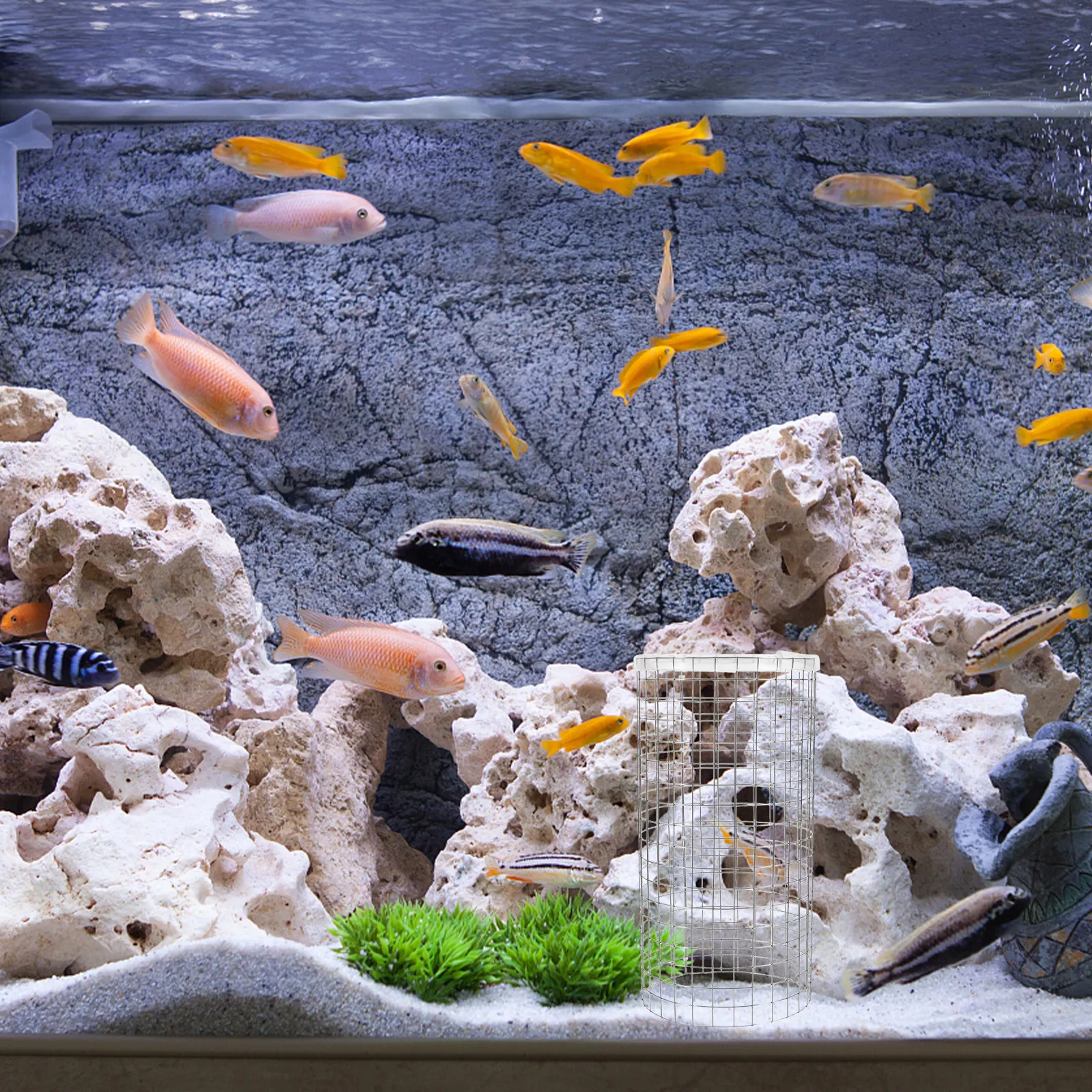 Fish Tank Spawning …
