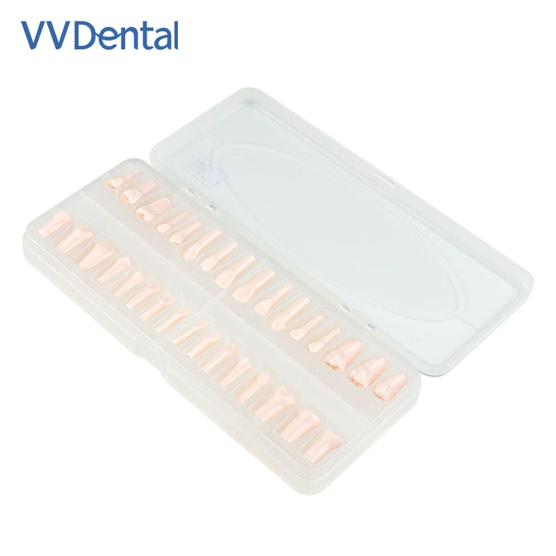 

32pcs/set Dental Resin Teeth Dental Training Model Teeth Model For Dental Technician Practice Dentistry Resin Tooth
