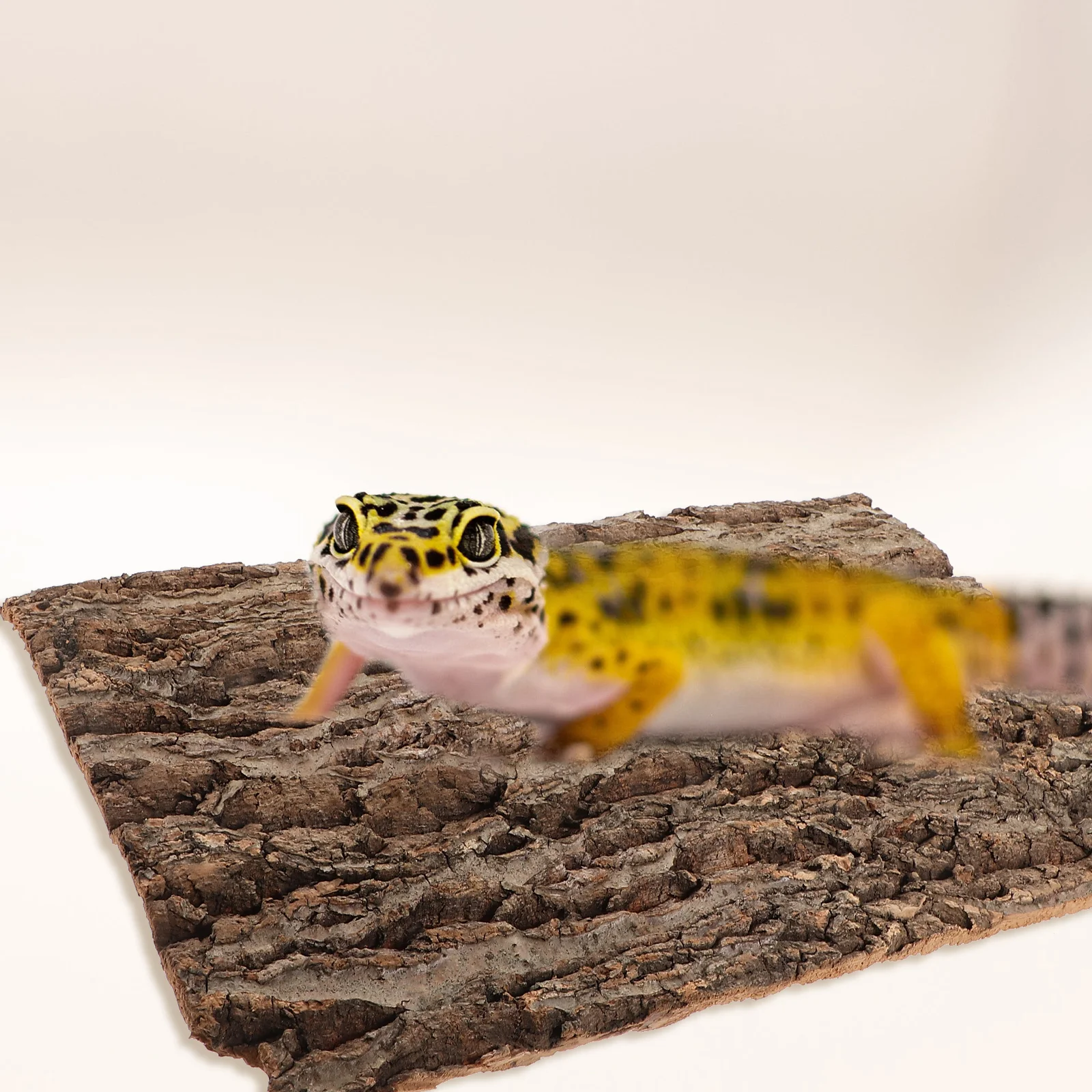 Bark Background Board 20x30CM Terrarium Decor Reptile Tank Supplies Climbing Platform Lightweight Compact Size Pet