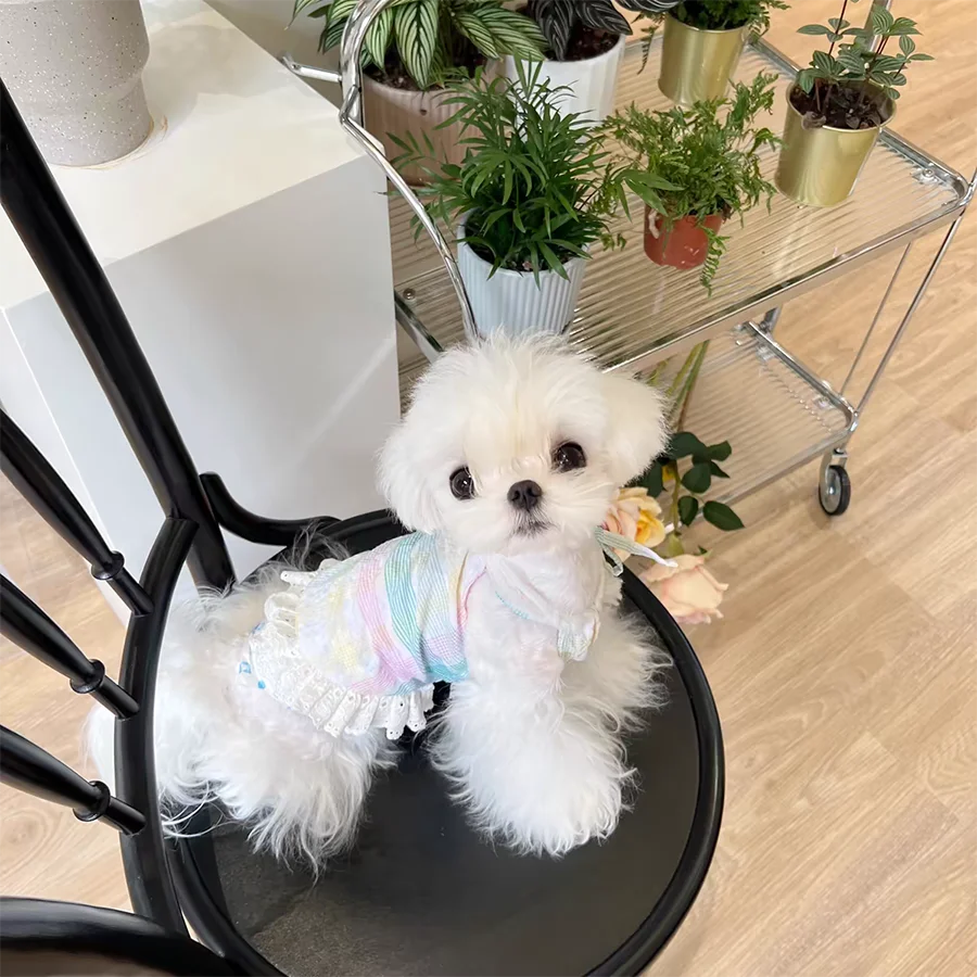 Plaid Dress Dog Clothes Suspender Skirt Small for Dogs Clothing Pet Outfits Cute Summer Yorkies Print White Boy Ropa Para Perro