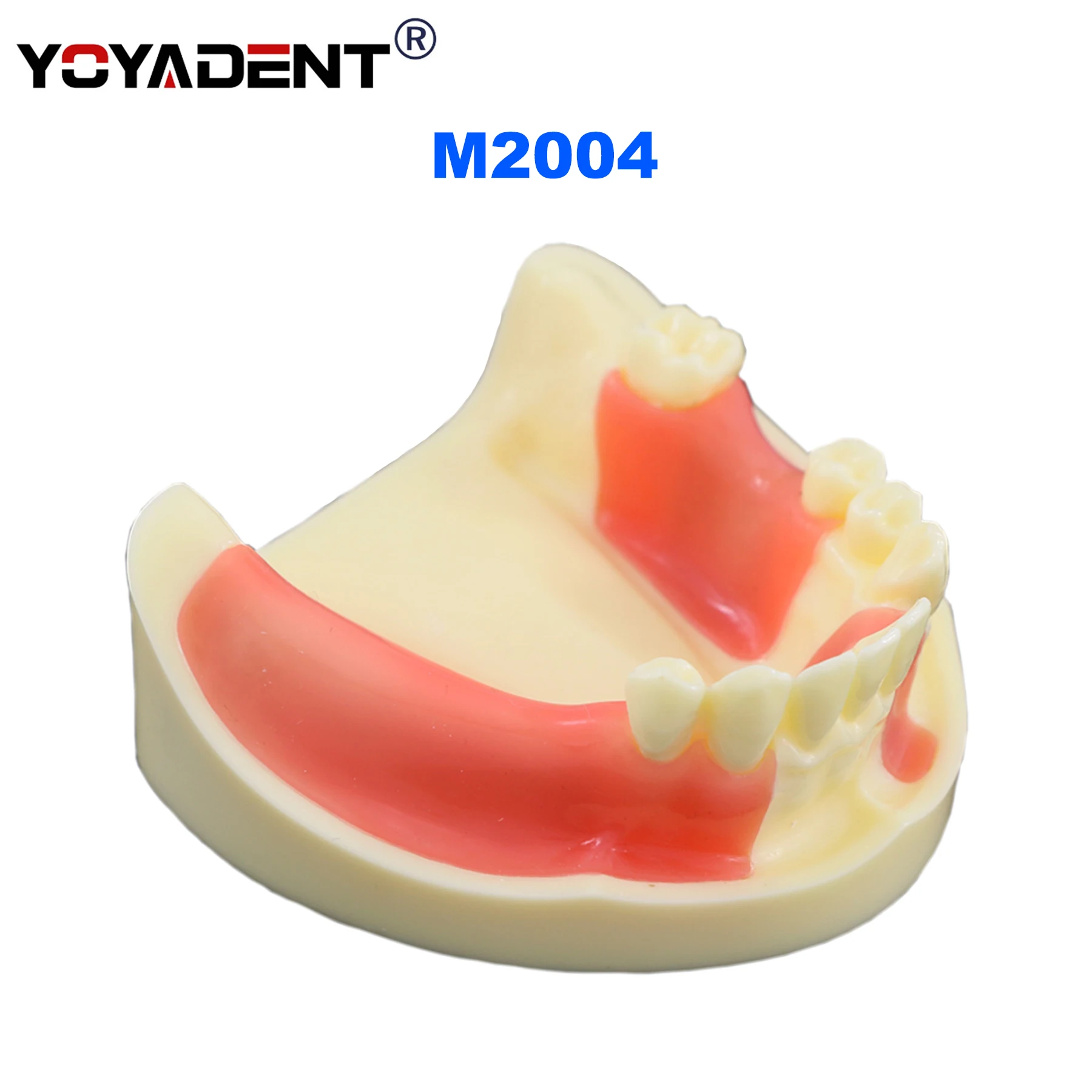 Dental Teeth Model Lower jaw with attached and removable gingiva flap and drilling practice Implant Teaching Demo Model