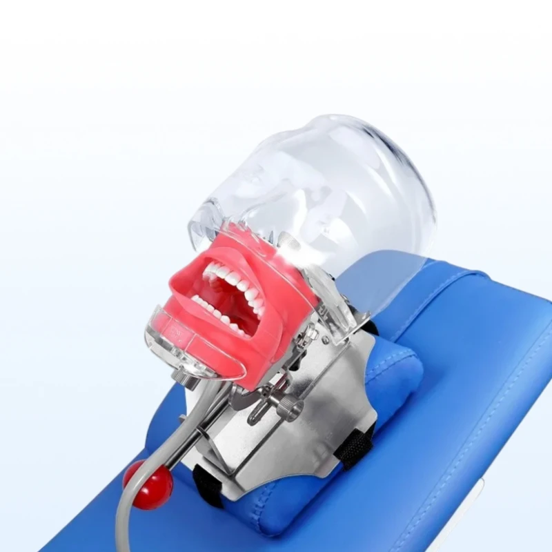

Dental Phantom Head Model with Bench Mount Teeth Exercise Practice Simulator Ready Stock