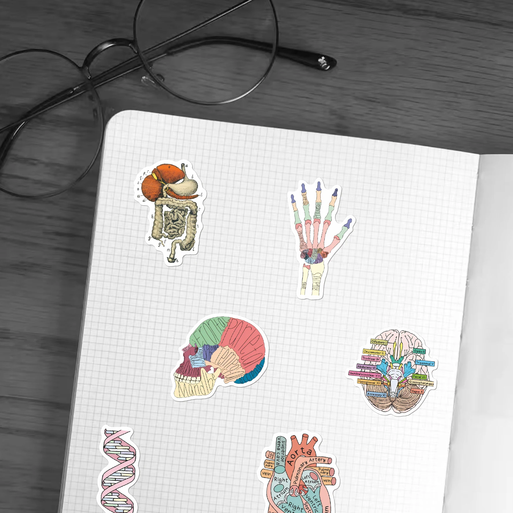 50Pcs Hand Drawn Medical Organ Stickers | Creative Anatomy Waterproof Decals for Laptop, Water Bottle & Journal, Medical Fans &