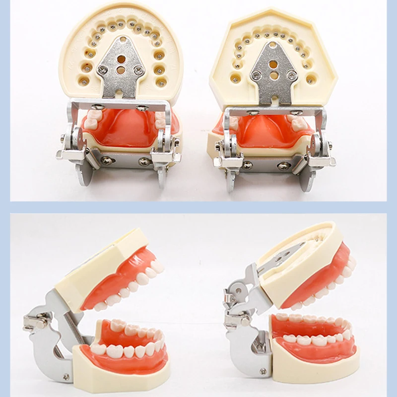 Dental Simple Head Model Simulator Phantom Head Typodont Standard 28/32 Teeth Model for Dentist Students Training Manikin Unit