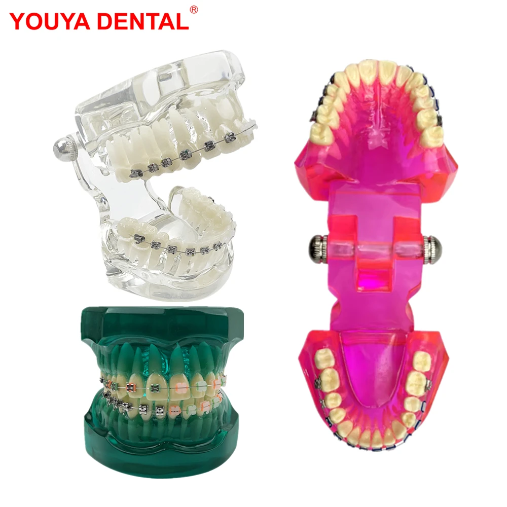 

Стоматологическая ортодонтическая модель Typodont, полуметаллическая полукерамическая модель орто-стоматологических зубов для изучения обучения, образования пациентов