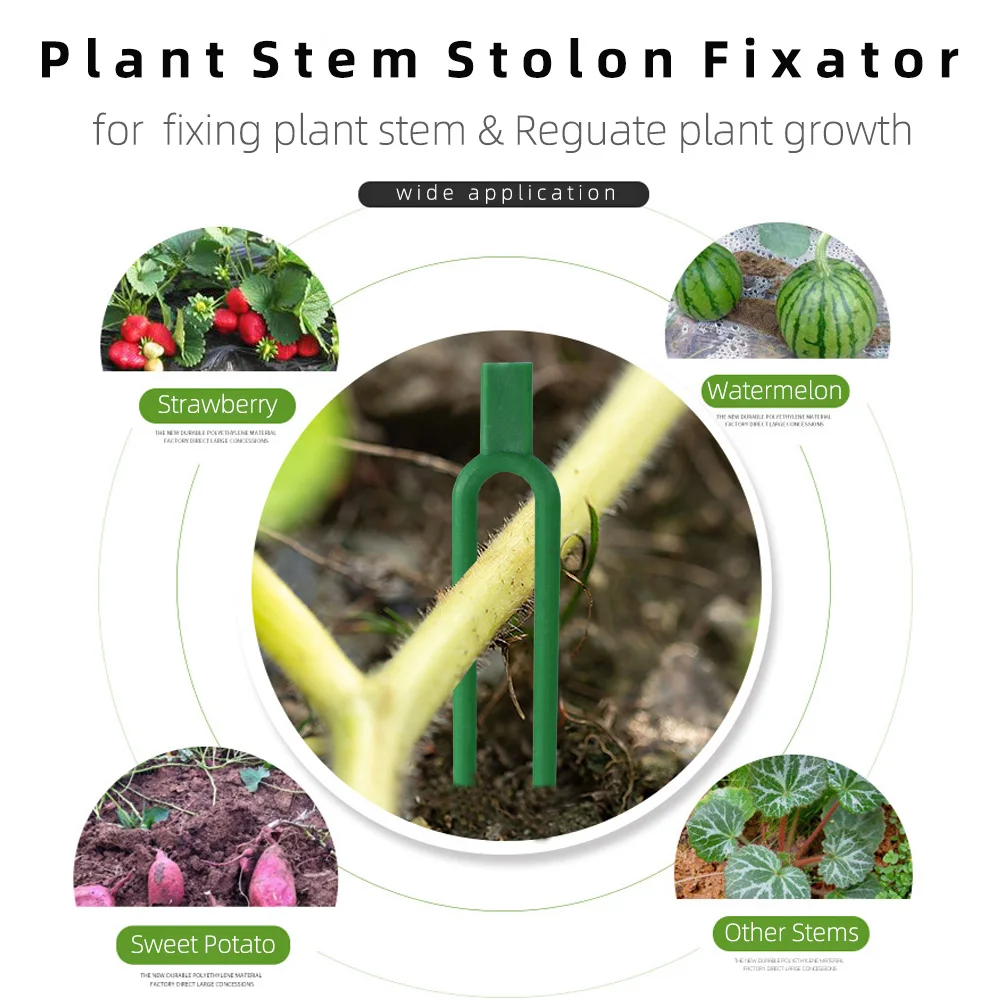 50 peças Garfo de plantio de morango verde Stolon fixador de melancia dispositivo de prensagem de plantas de jardim fixação grampos de fixação