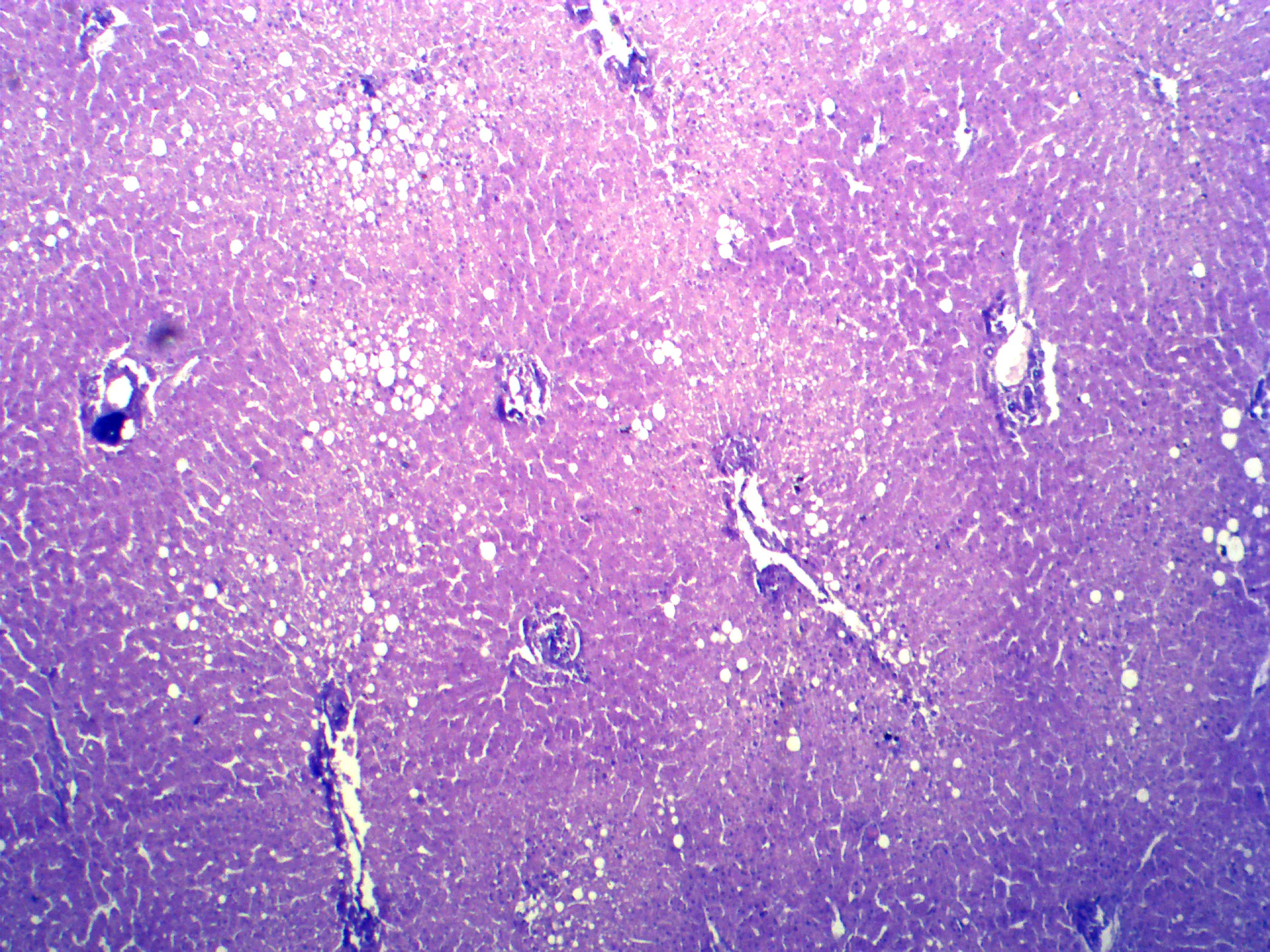 10/20/25/30/50/100/200 Pieces Educational Human Microscope Pathological Histology Prepared Slides Histology Slide