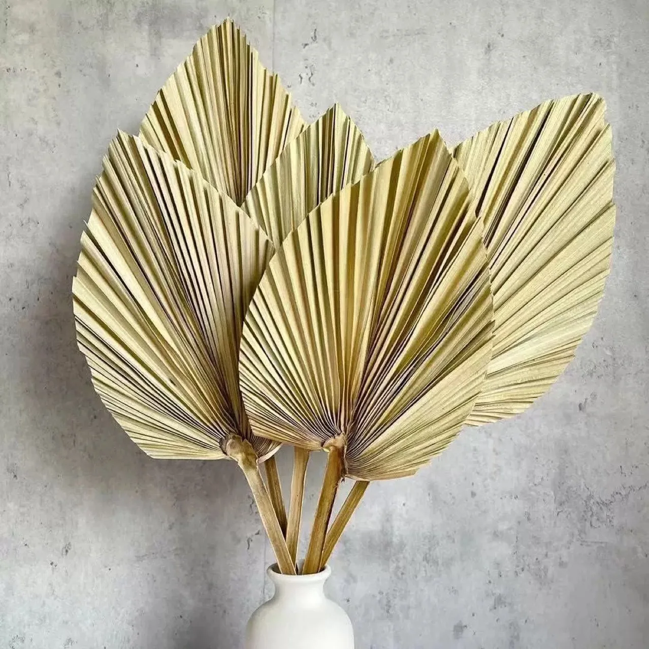 3 قطع من أوراق النخيل الطبيعية - مراجعة Palm Leaf Dried وسعره
