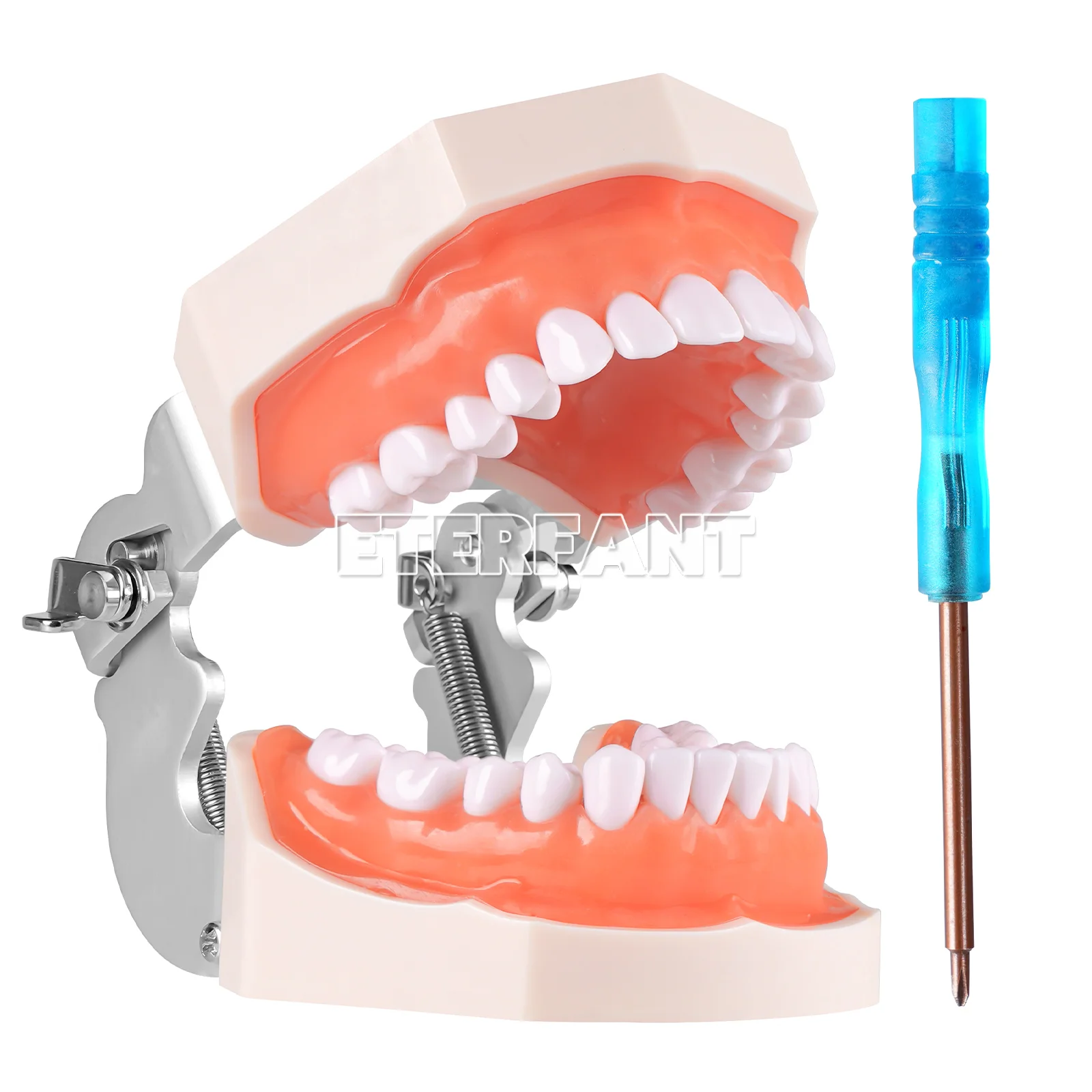 

Модель челюсти для восстановления протеза, модель зубов Typodont, съемная, 28 шт., зубы + 1x отвертка, прочные материалы, артикулятор FE