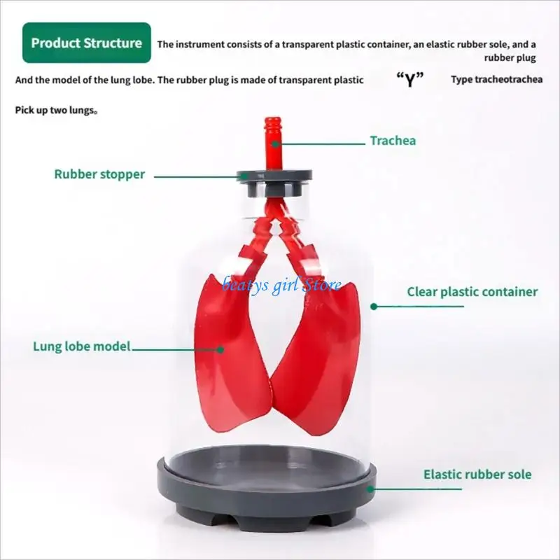 

C7AB Teaching Model Demonstrating Gas Exchange Using Diaphragm Movement Mechanism
