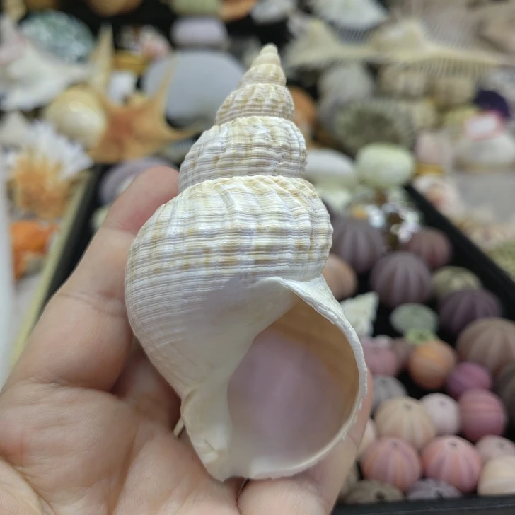 Natural Busycon Contrarium Seashell Rare Sea Shells Home Decoration Accessories Aquarium Decoration Shell Decoration Crafts