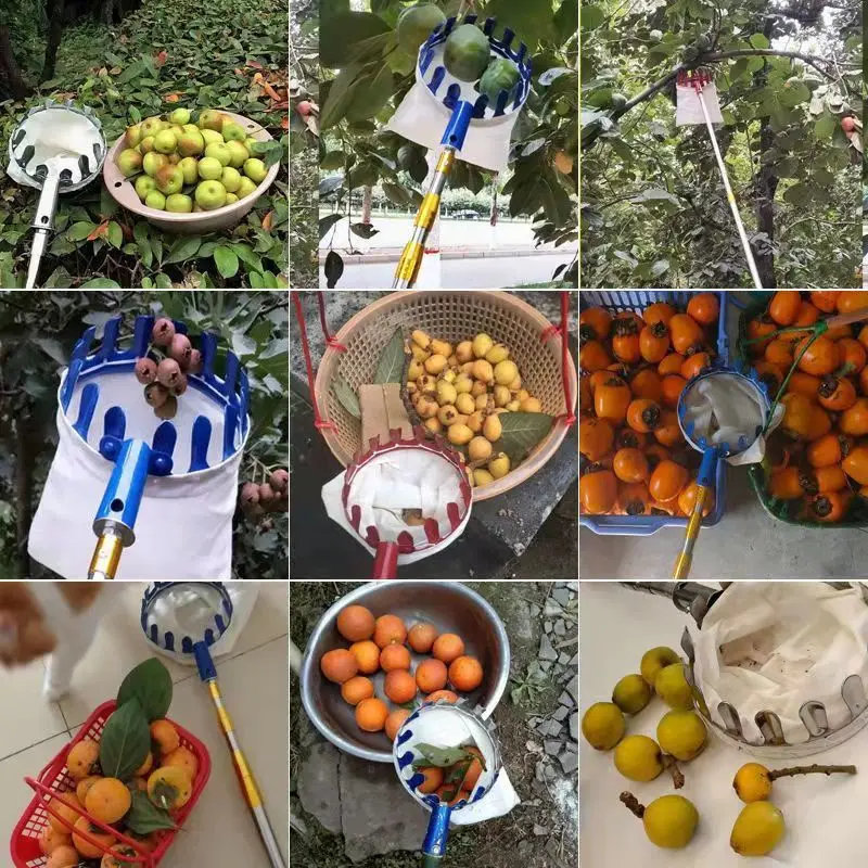 사과 Fruit Picker 과일따기 살구 Fruit Picking Tool Recolector De Frutas Raccogli Frutta Da Albero 과일피커 Mango Picker 과일수확 Recogedor Fruta