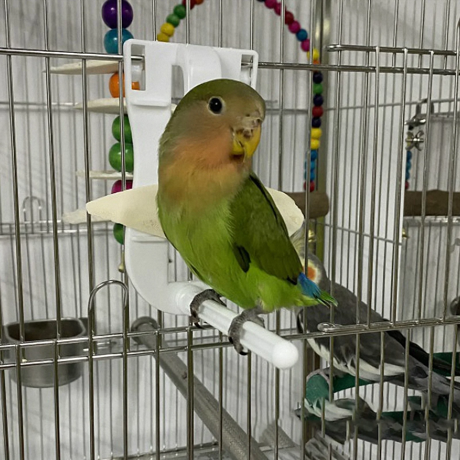 

2Pcs Multifunction Clamp Plastic Reusable Lightweight for Bird Food Holder Parrot Vegetable Clip Cuttlefish Bone Pet Supply