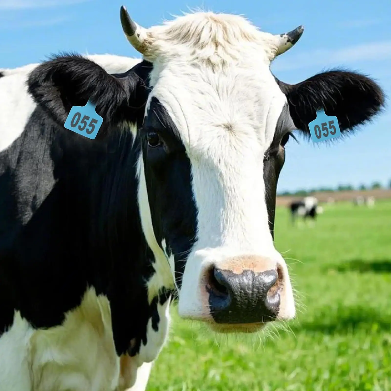 

Cattle Tags Pasture Livestock Labels 001-100 Numbered Ear Tags With Applicator For Wildlife Tracking Beef Cattle Breeding