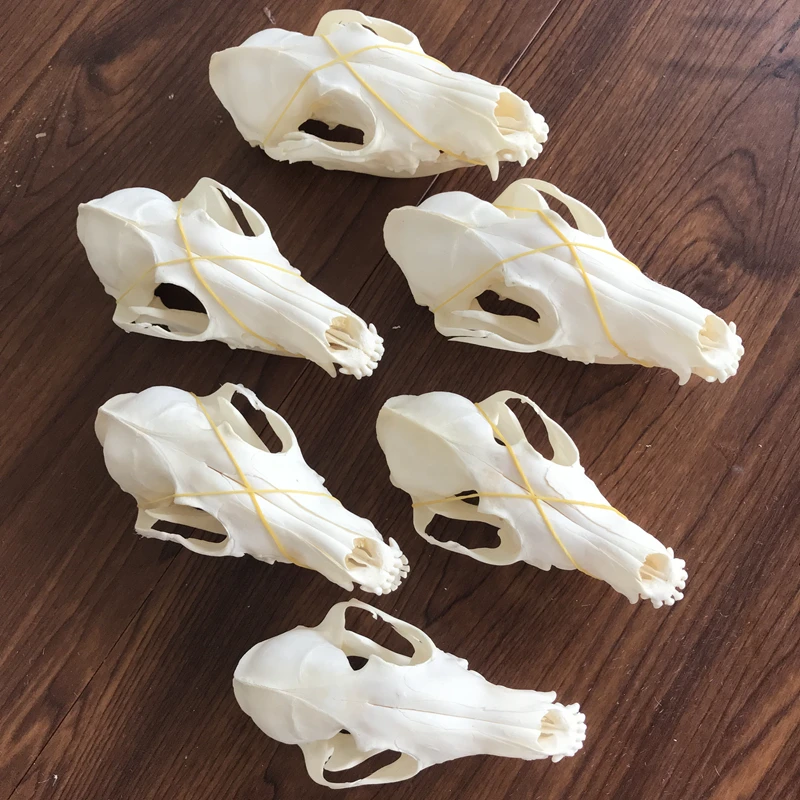 1Pcs-6Pcs Vulpes Vulpes Red Fox, Silver Fox, Cross Fox Skull Taxidermy Real Bone Skeleton Hadiah Dekorasi Natal