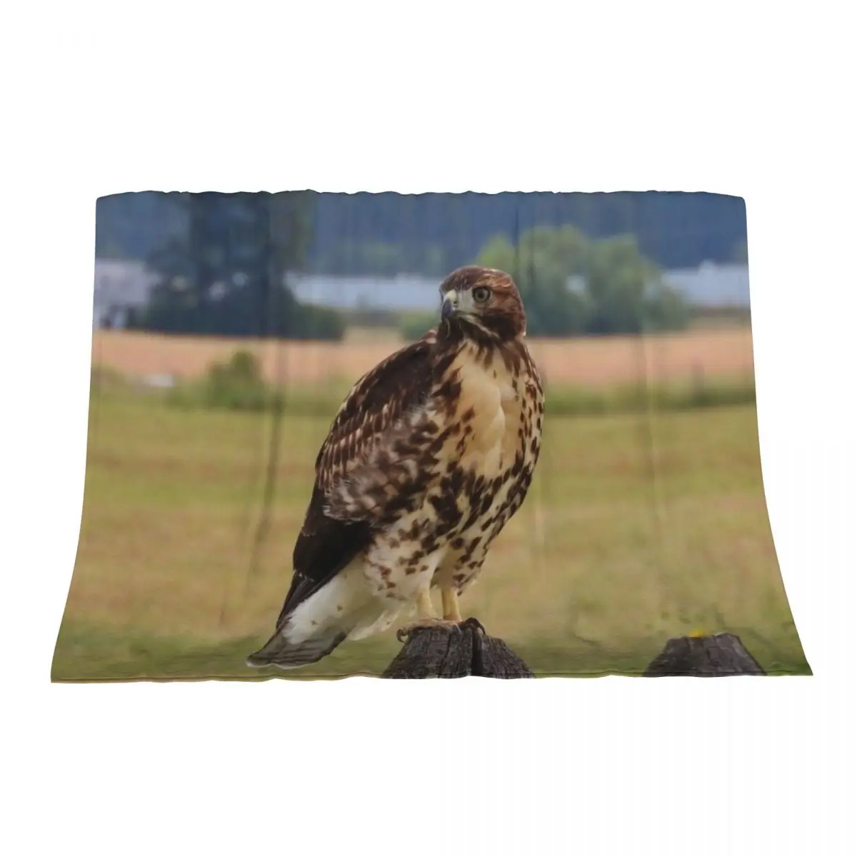 

Red-Tailed Hawk Throw Blanket Decorative Throw Stuffeds Sofas Blankets