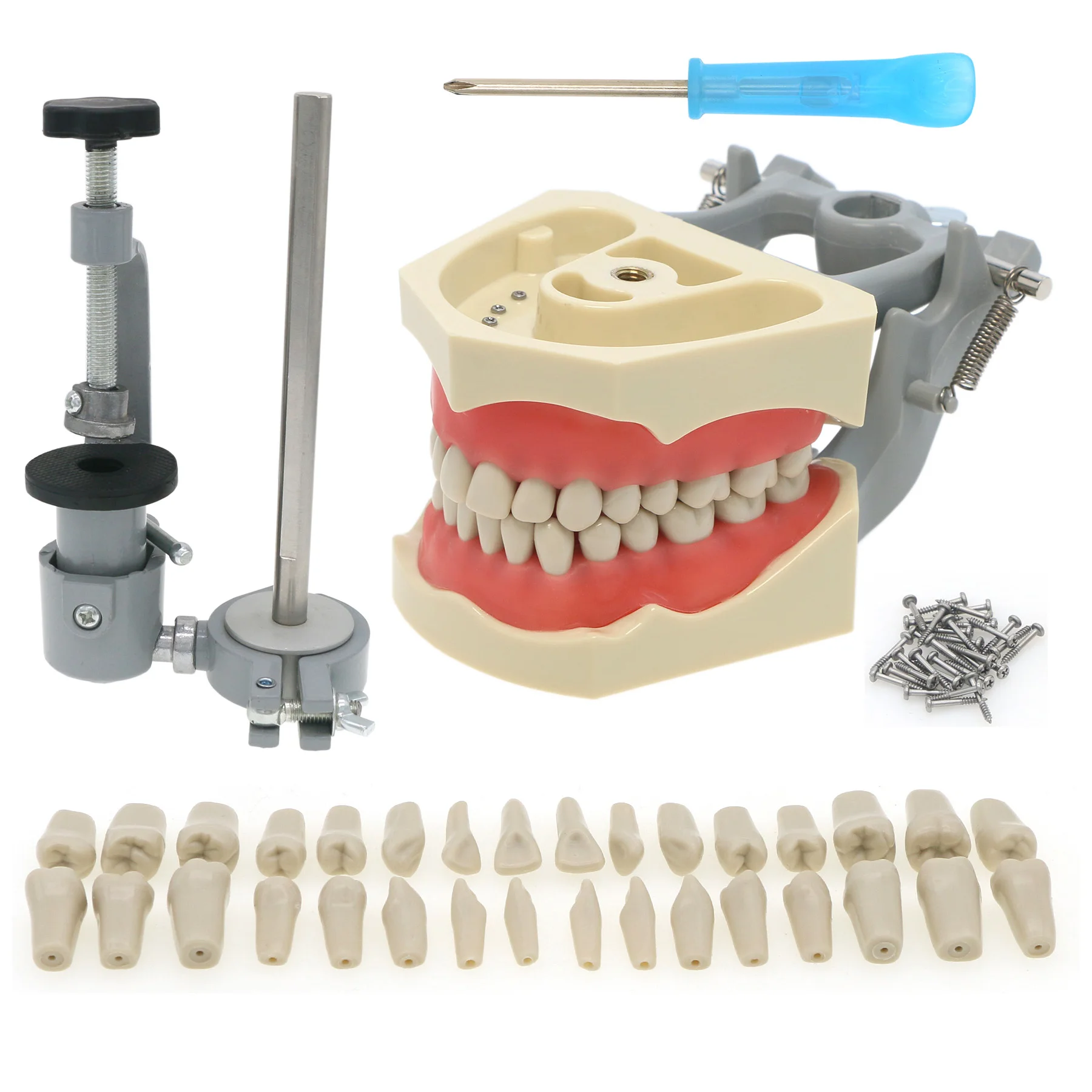 

Dental 32PCS Removable Teeth Columbia 860 Type M8030 Typodont Mounting Pole Exam Restorative Model