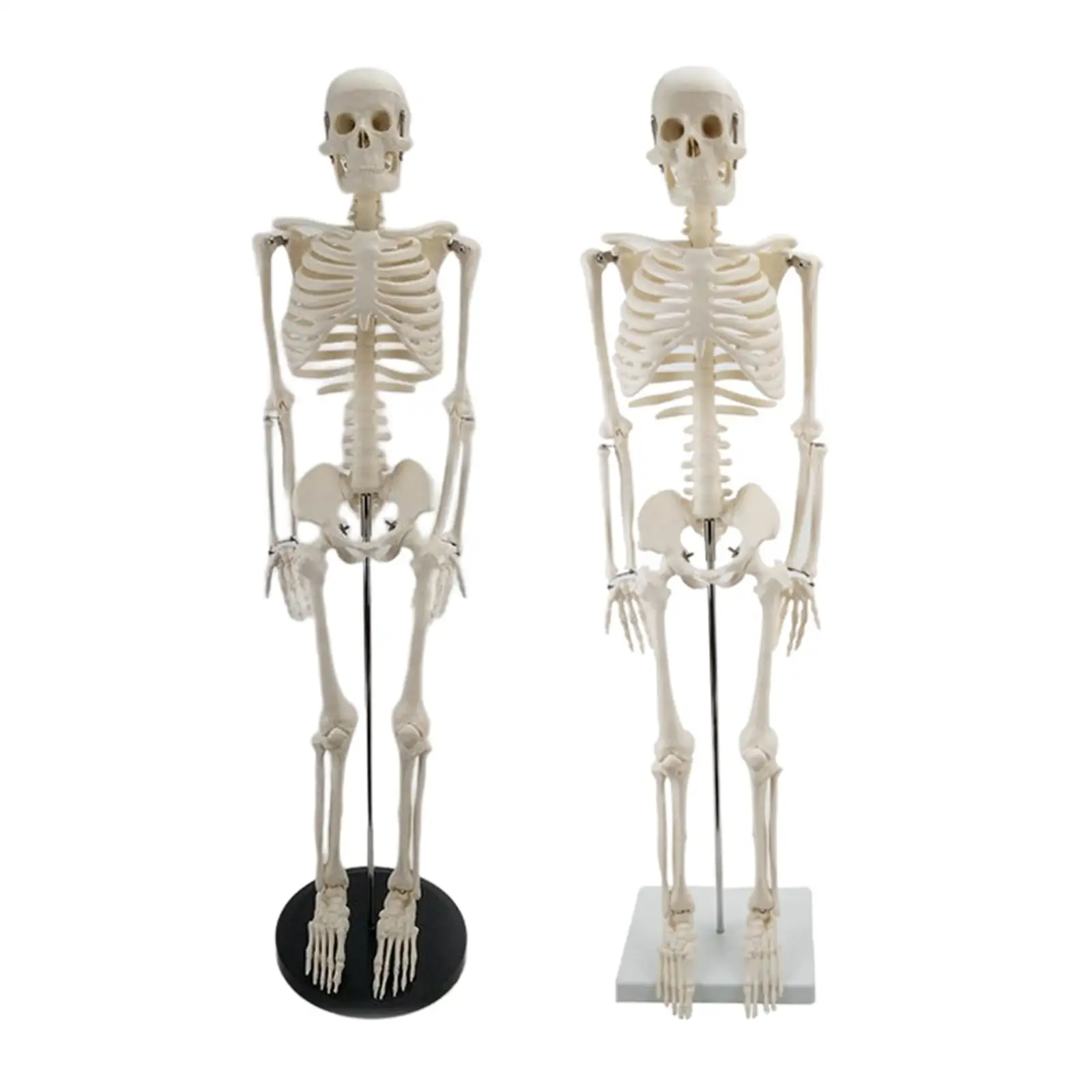 Human Skeleton Anatomy Model with Display Stand 33.5