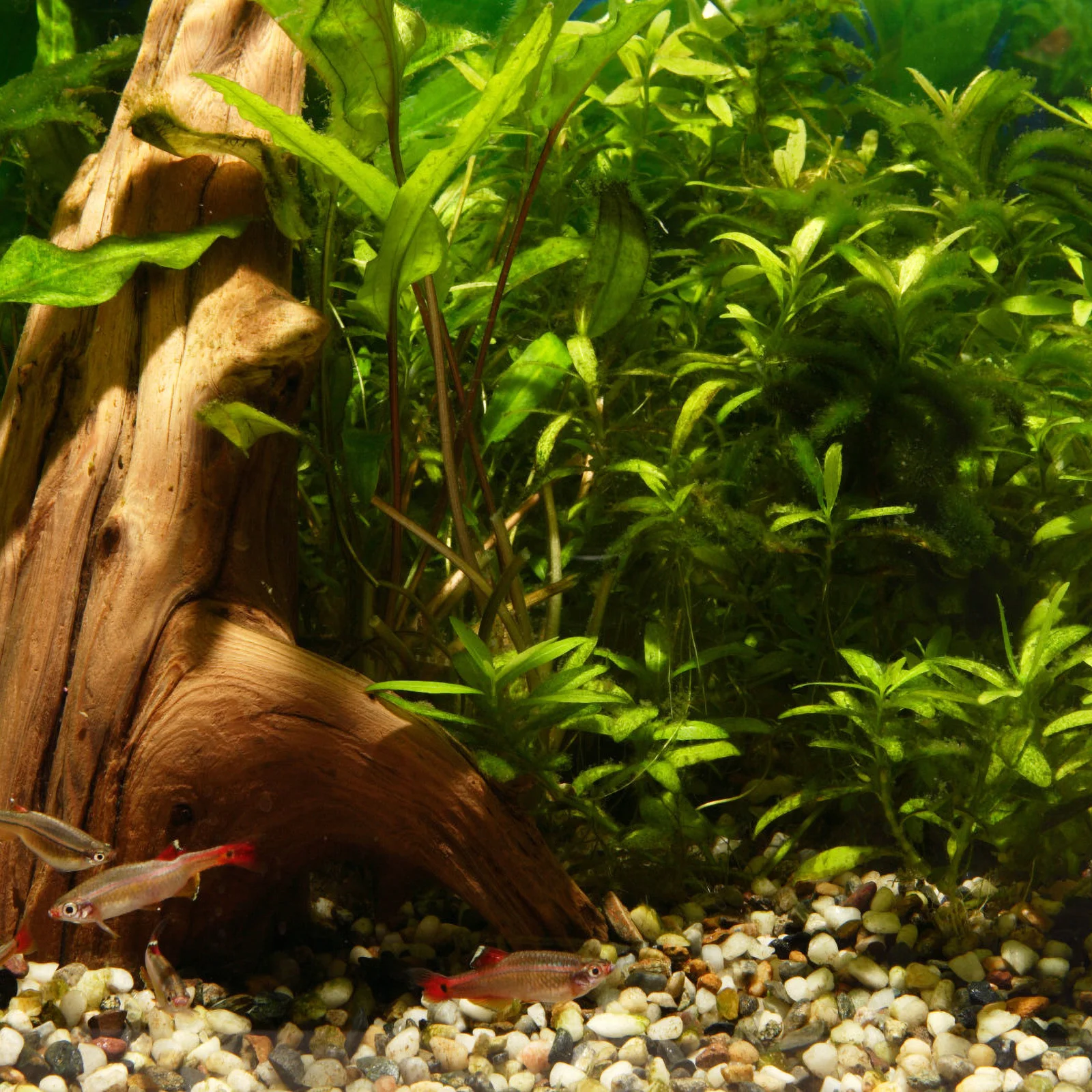 

Ceramic Aquarium Hideout Fish Shrimp Turtle Betta Reptile Safe Durable Natural Look Breeding Cave Shelter Decor Pets Accessories