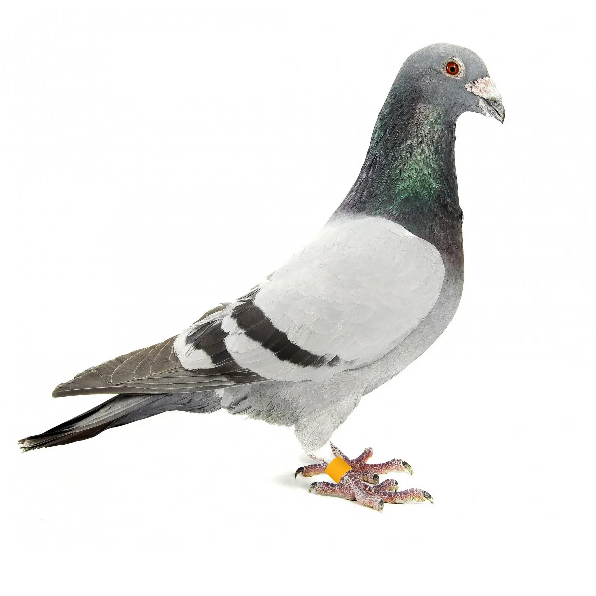 100Pcs Bird Foot Rings Pigeon Identification Rings Opening Design for Pigeons Parrots Cockatiels Bright Color Visual Appeal Safe