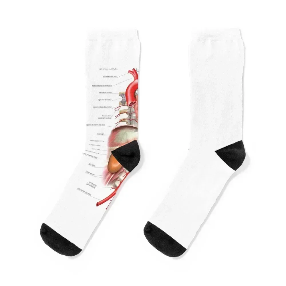 

Arterial system, aorta, artwork (C021/2037) Socks Climbing man Stockings man Luxury Woman Socks Men's