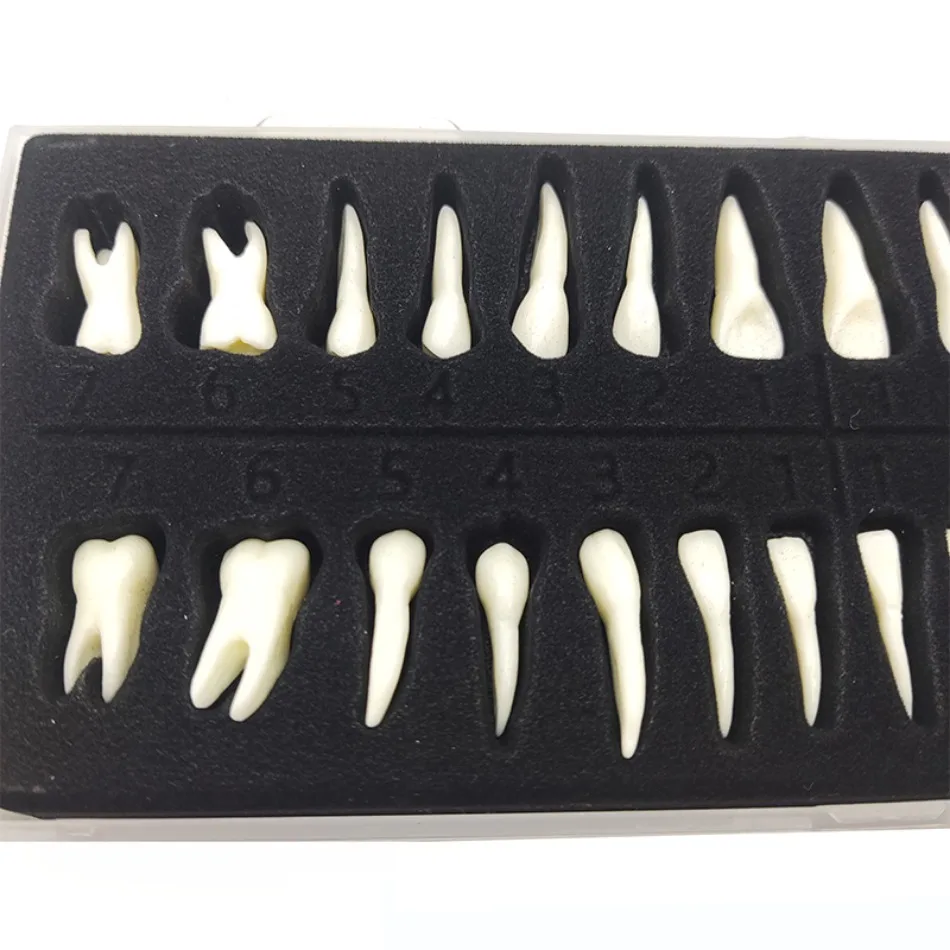 Dental 28 permanent teeth models with roots in vitro monochromatic anatomical mold