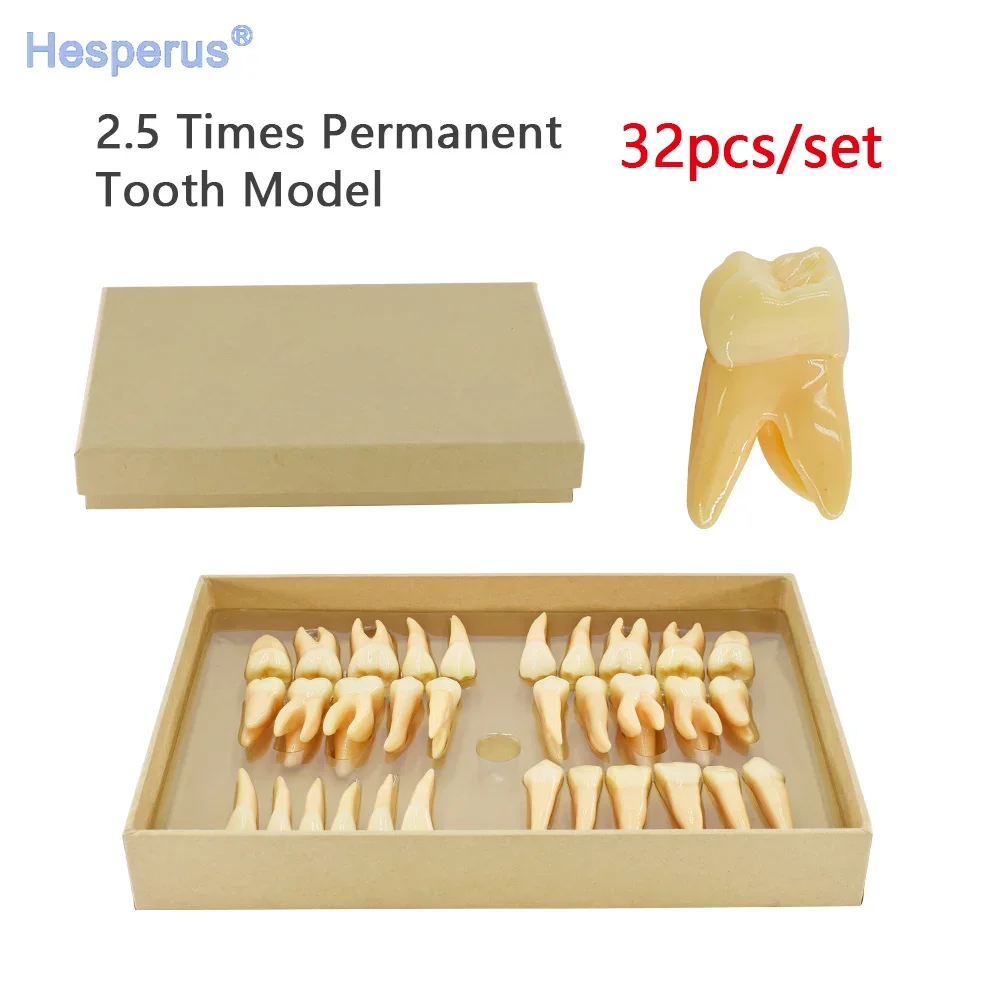 32pcs/set Den  tal Training Mode Resin 2.5 Times Permanent Tooth Model School Supplies Replacement Teeth