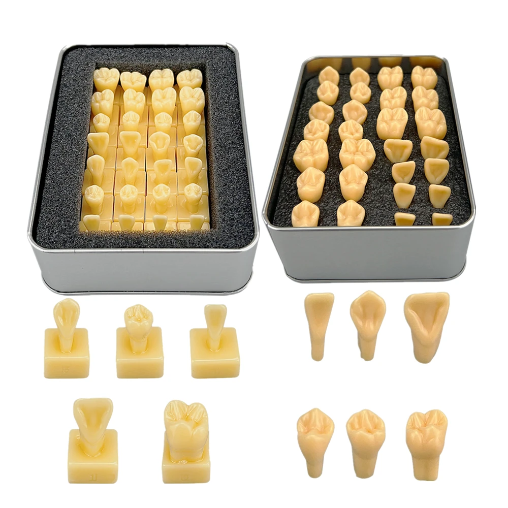 28pcs Permanent Tooth Carving Teaching Model 1.2/2 Times Magnification Comparison Model for Dental Carving Practice Training