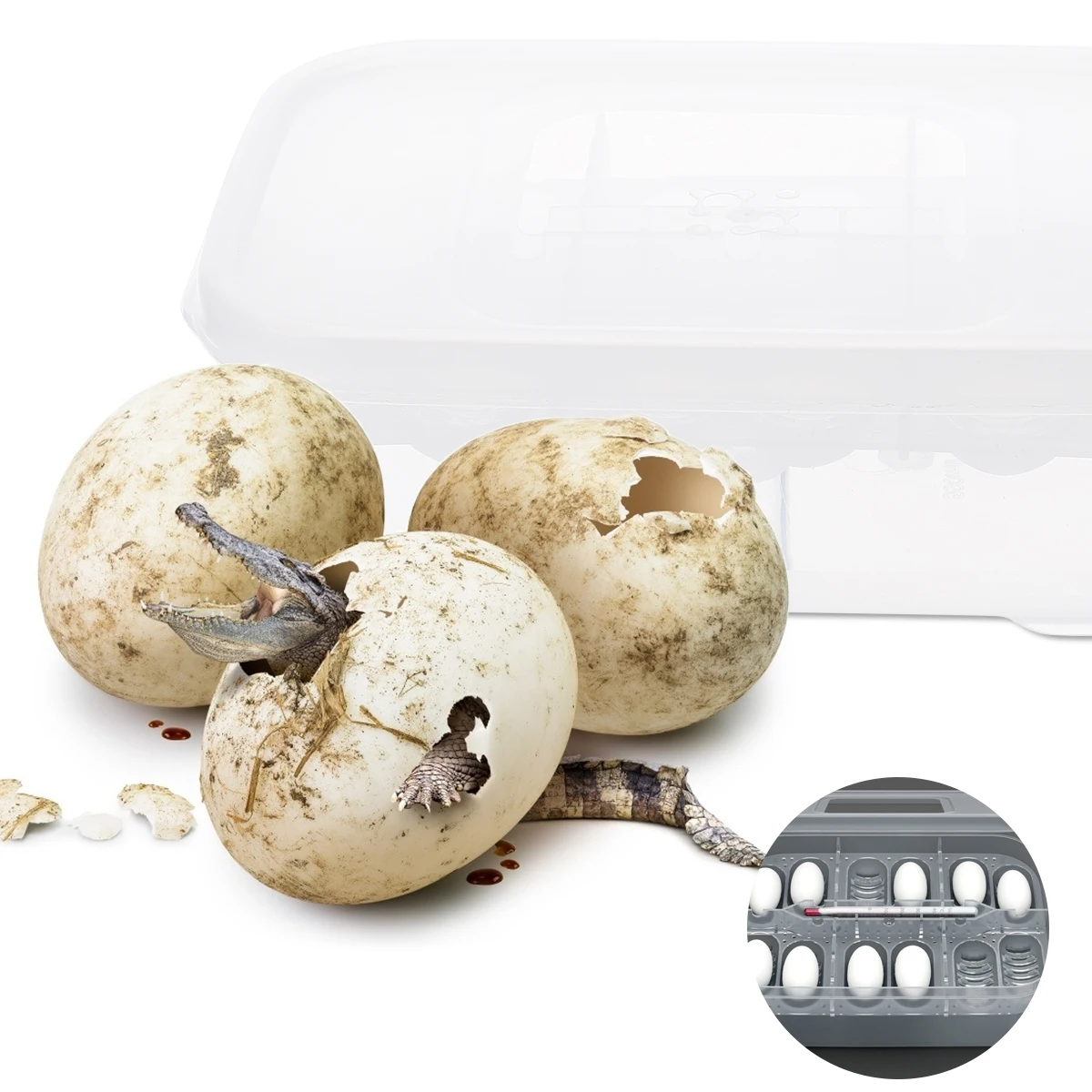 

Reptile Hatching Transparent Double-Layer Partition Lightweight Durable Incubation Container For Snake Lizard Breeding