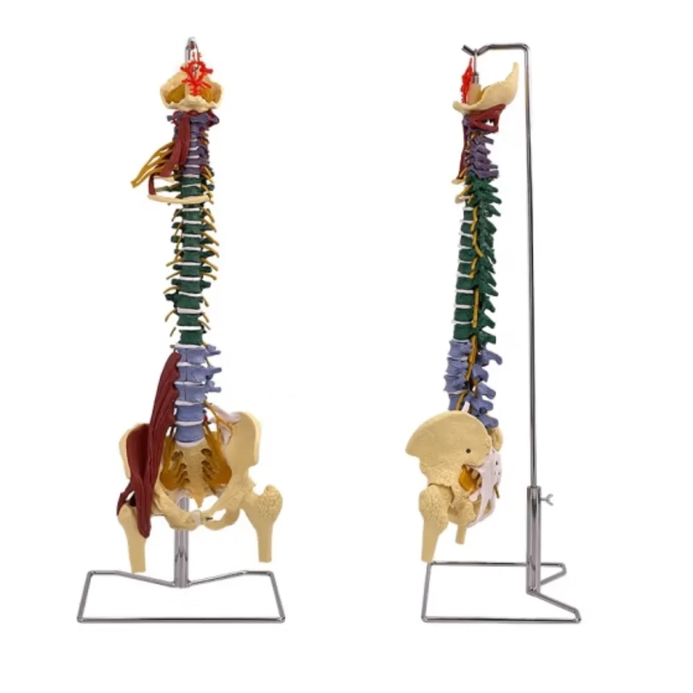 

High Quality Color 80cm Adult Spine Model with Muscle 1: 1 Ratio Human Spine Band Cervical Vertebrae Thoracic Vertebrae