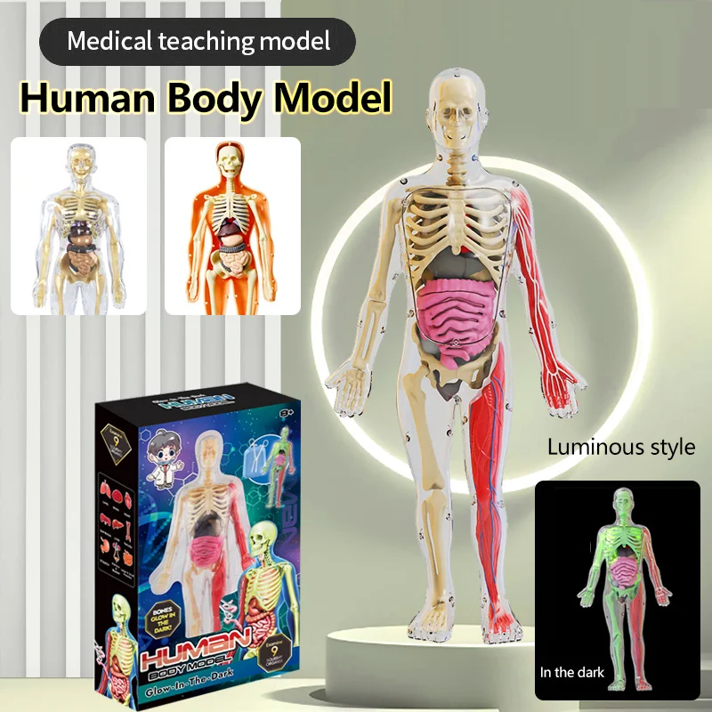 DIY Assembly of Noctilucent Human Organ Skeleton Model Anatomy For Early Childhood Biology Teaching Primary Secondary Students